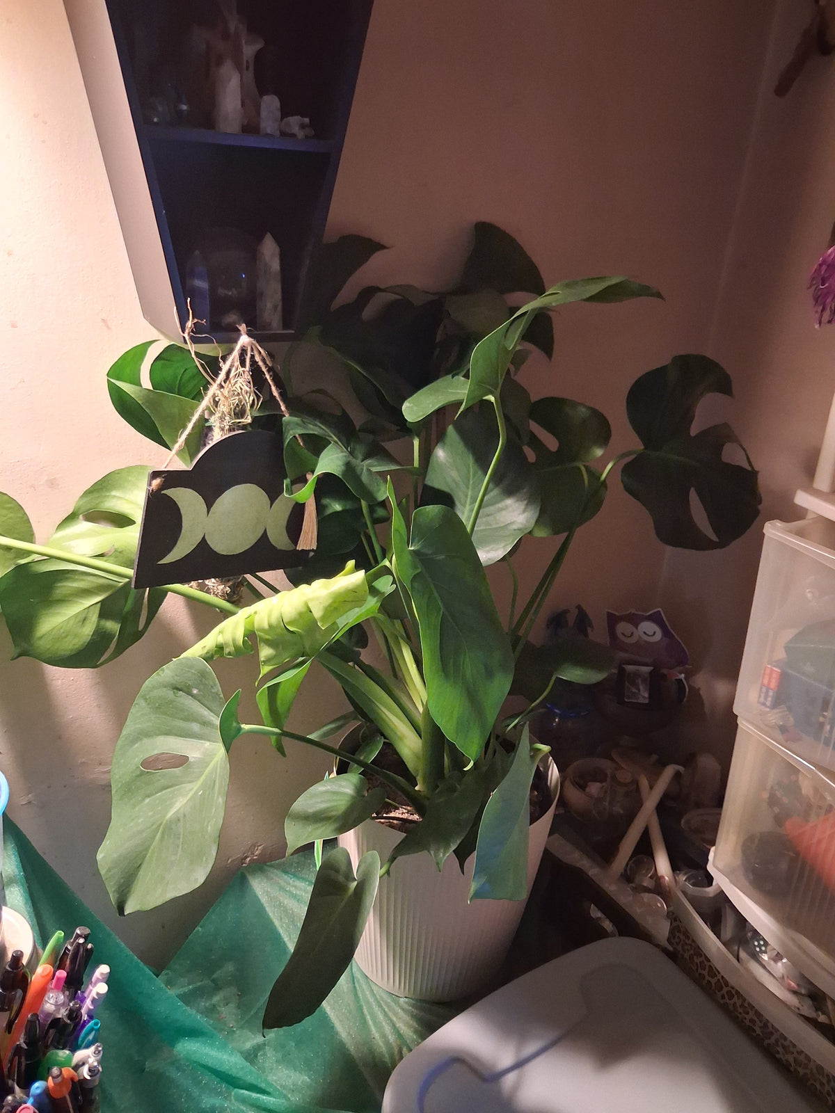 Plant babies