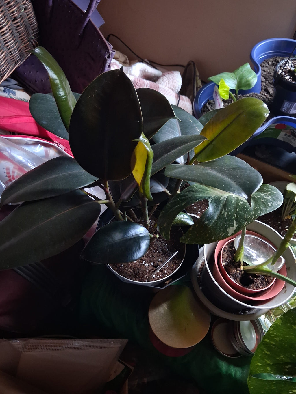 Plant babies