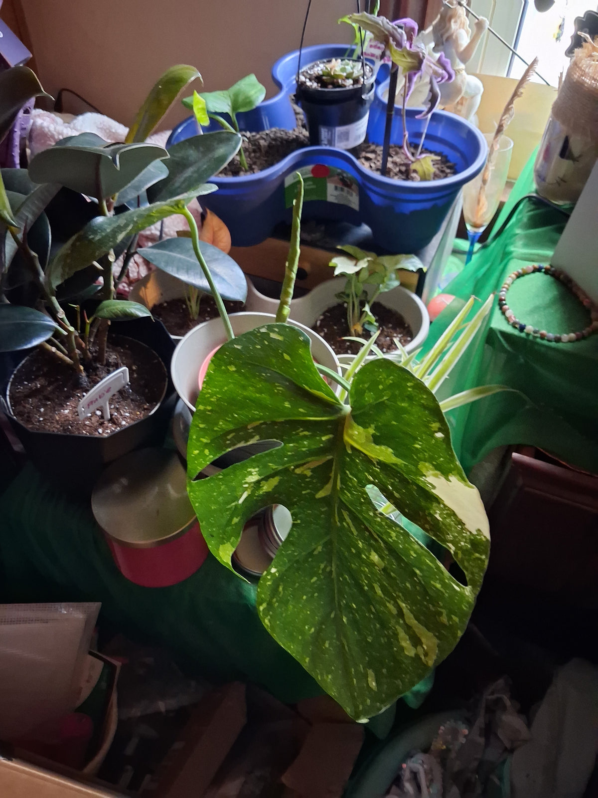 Plant babies