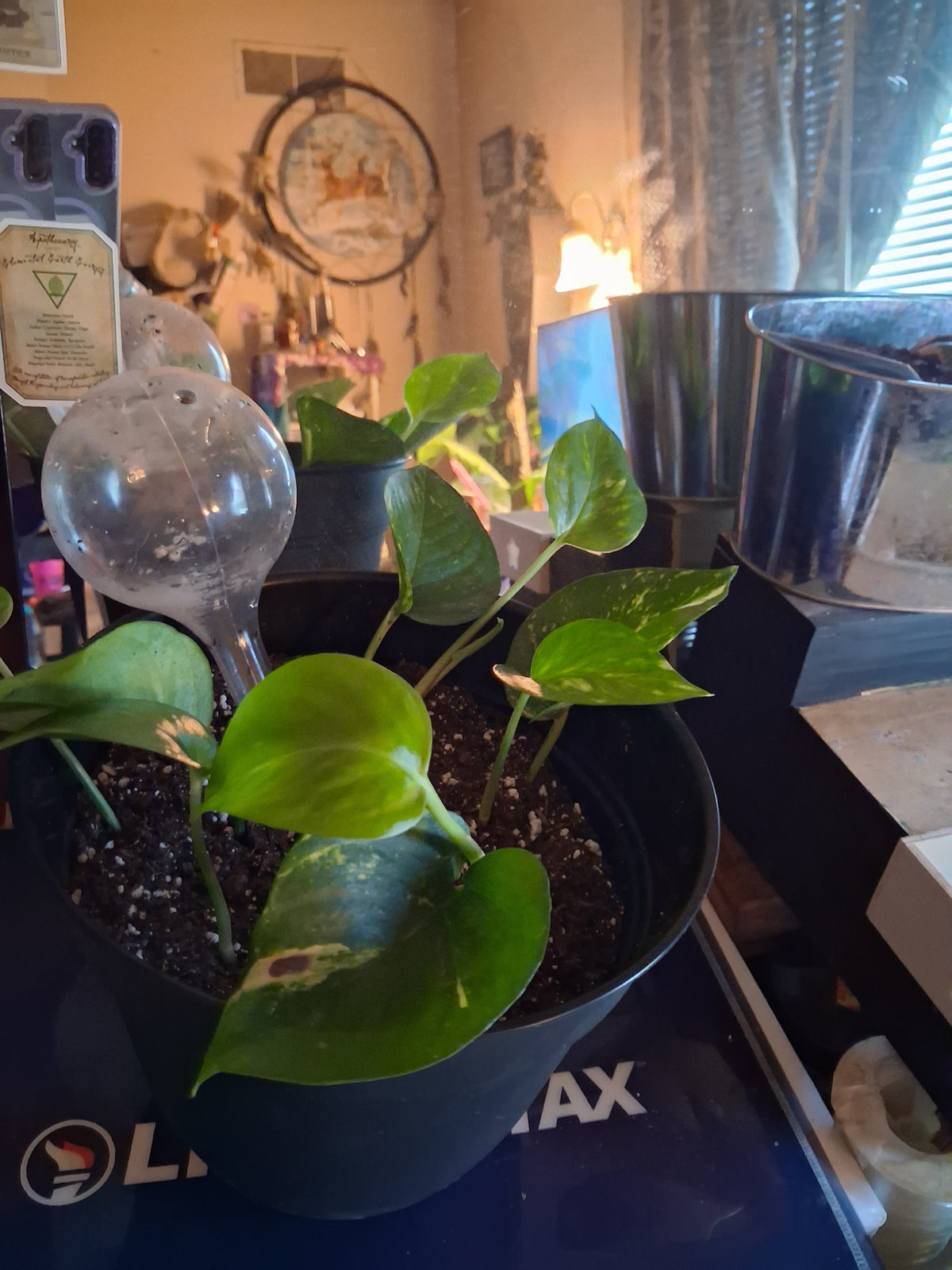 Plant babies