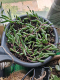 Plant babies